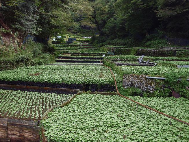 Wasabi crop on Japan's Izu peninsula
